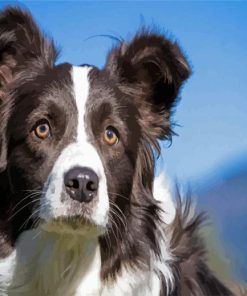 Close Up Border Black Collie paint by numbers