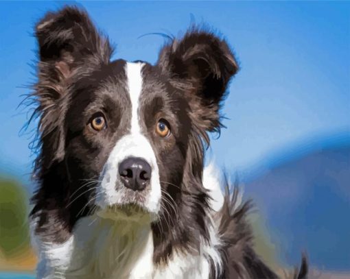 Close Up Border Black Collie paint by numbers