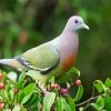 Grey Colombidae Dove Bird paint by numbers