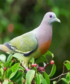 Grey Colombidae Dove Bird paint by numbers