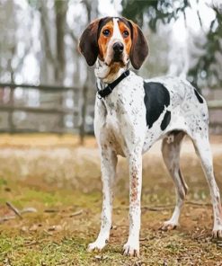 Coonhound Dog paint by numbers