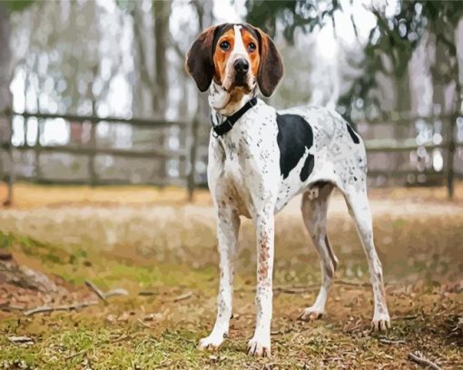 Coonhound Dog paint by numbers