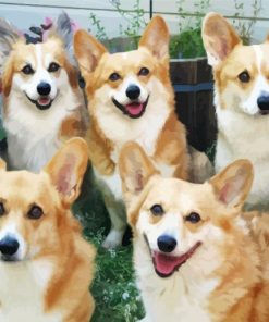 Corgis Animals paint by numbers