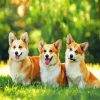 Tree Cute Corgi Dogs Animals paint by numbers