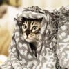 Cute Cat With Grey Blanket paint by numbers