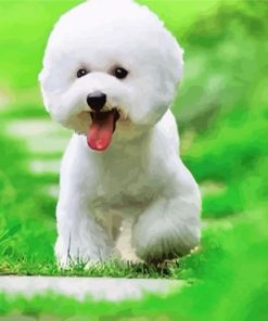 White Bichon Puppy Playing In Grass paint by numbers