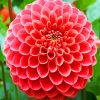 Beautiful Dahlia Flower paint by number