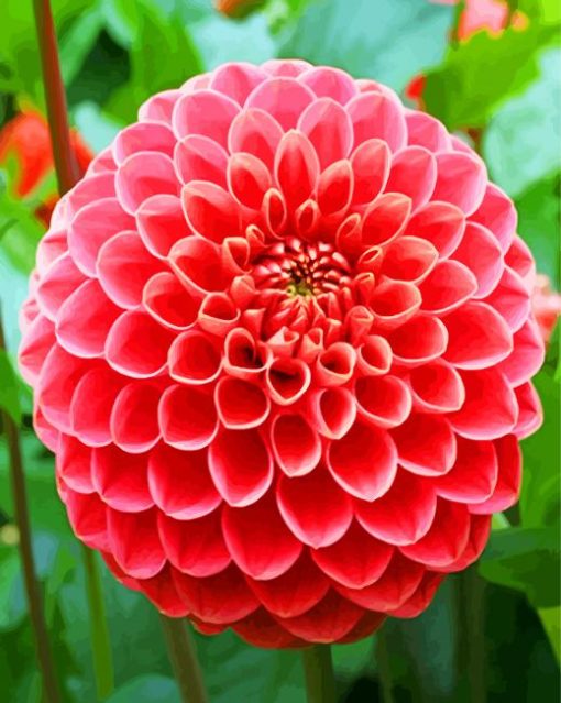 Beautiful Dahlia Flower paint by number