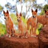 Dingos Animal paint by number