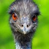 Emu Bird Head paint by numbers