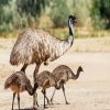 Emu Bird With Chiks paint by numbers