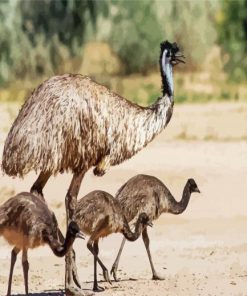 Emu Bird With Chiks paint by numbers