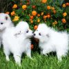 American Eskimo Puppies Animalpaint by numbers