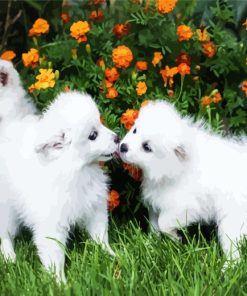 American Eskimo Puppies Animalpaint by numbers