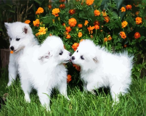 American Eskimo Puppies Animalpaint by numbers