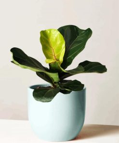 Fiddle Leaf Fig Plant paint by numbers