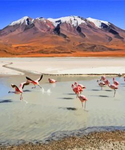 Flamingos Birds Bolivia paint by numbers