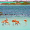 Flamingos In Bonaire paint by numbers