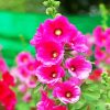 Fuschia Hollyhocks Flowerspaint by numbers