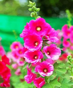 Fuschia Hollyhocks Flowerspaint by numbers