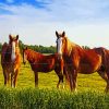 Horses In Fields paint by numbers