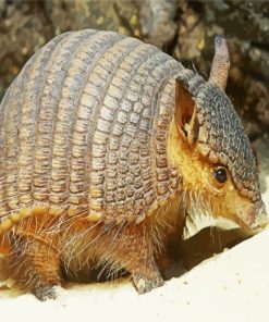 Little Armadillo Animal paint by numbers