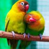 Cute Lovebirds paint by numbers