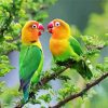 Lovebirds On Tree paint by numbers