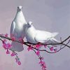 Pigeon Doves Birds paint by numbers