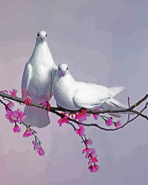 Pigeon Doves Birds paint by numbers