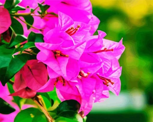 Adorable Pink Bougainvilea Flower paint by numbers