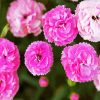 Adorable Pink Carnation paint by numbers