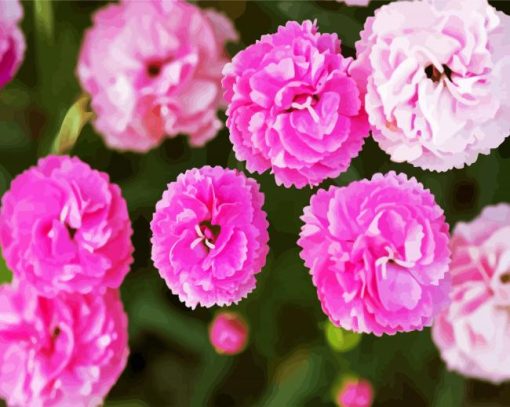 Adorable Pink Carnation paint by numbers