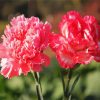 Pink Carnation Flower paint by numbers