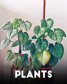 Plants