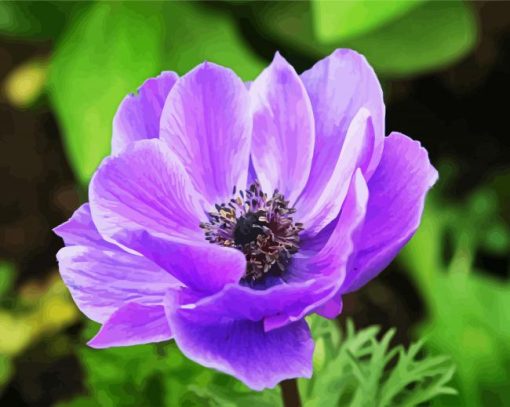 Purple Anemone Flower Close Up paint by numbers
