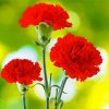 Adorable Bright Red Carnation paint by numbers