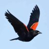 Red Winged Blackbird paint by number