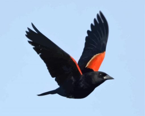 Red Winged Blackbird paint by number