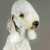 Sad Bedlington Dog paint by numbers