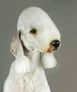 Sad Bedlington Dog paint by numbers