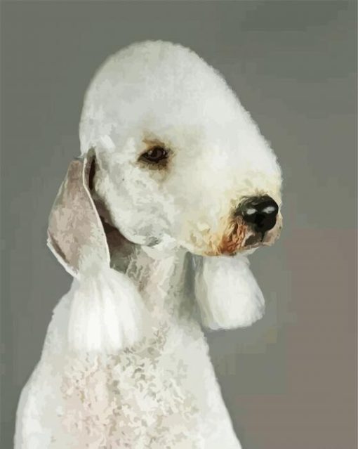 Sad Bedlington Dog paint by numbers