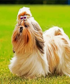 Shih Tzu Puppy Sitting In Grass paint by numbers