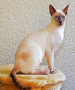 Aesthetic Siamese Kitten paint by numbers