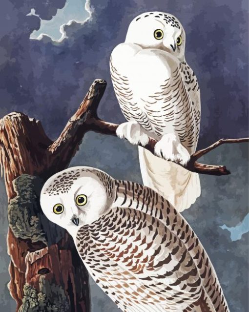 Snowy Owl By John James Audubon paint by numbers