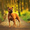 Staffordshire Bull Terrier Dog paint by numbers