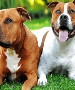 Staffordshire Bull Dogs Animals paint by numbers