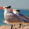 Sternidae Tern BirdsIn The Beach paint by numbers