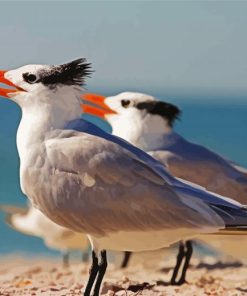 Sternidae Tern BirdsIn The Beach paint by numbers