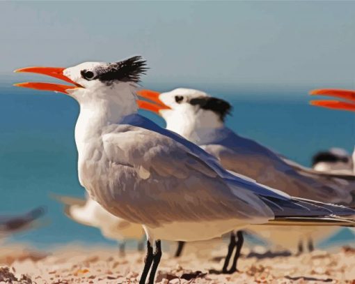 Sternidae Tern BirdsIn The Beach paint by numbers